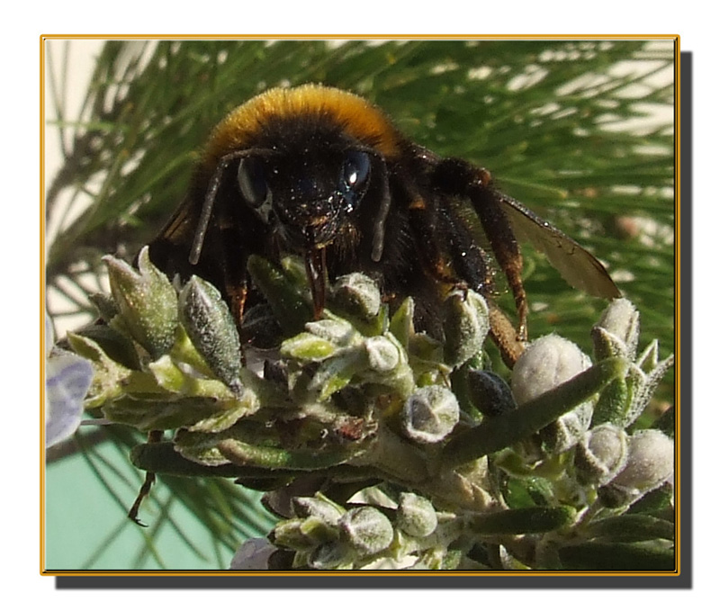 Bombus lucorum